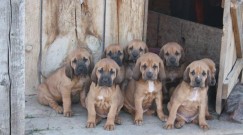 the bloodhound gang